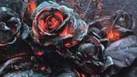 Rose Wallpaper 9