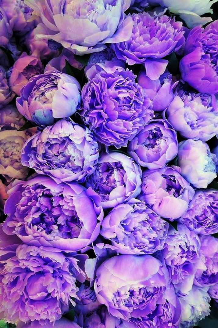 Purple Peony Wallpaper - Wallpaper Sun