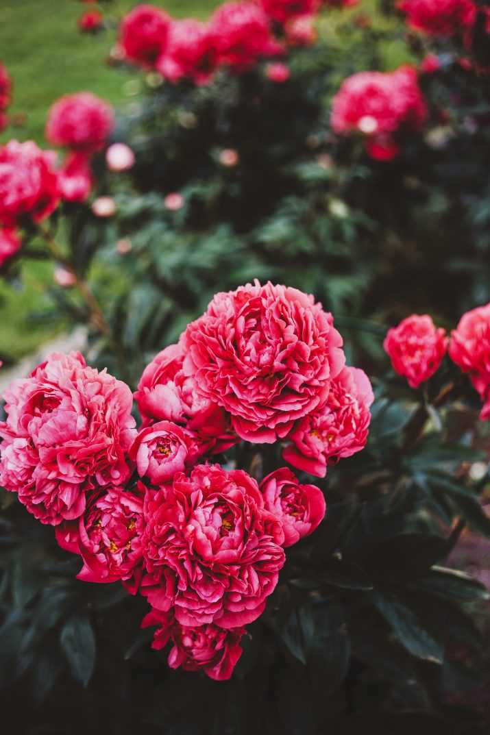 Heart Peony Wallpaper 1