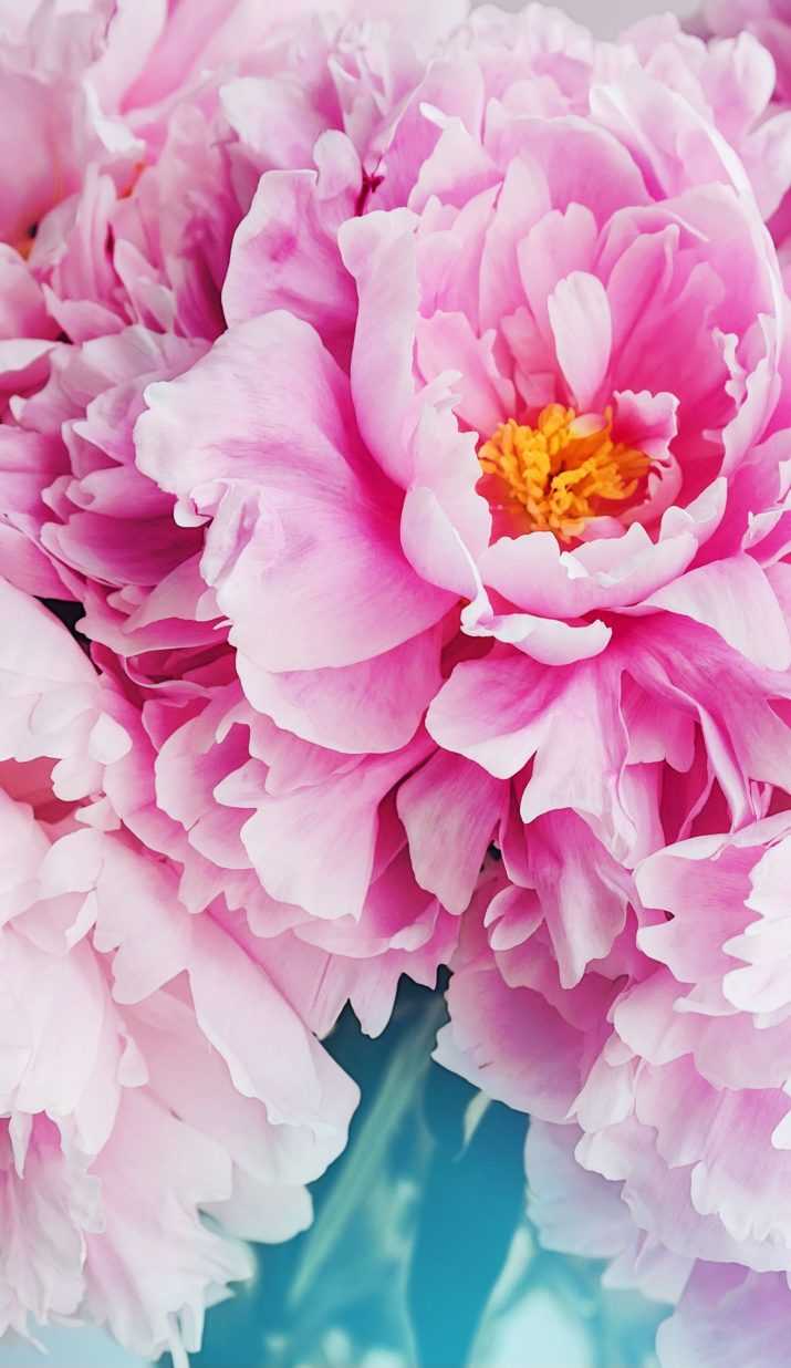 Pink Peony Wallpaper - Wallpaper Sun
