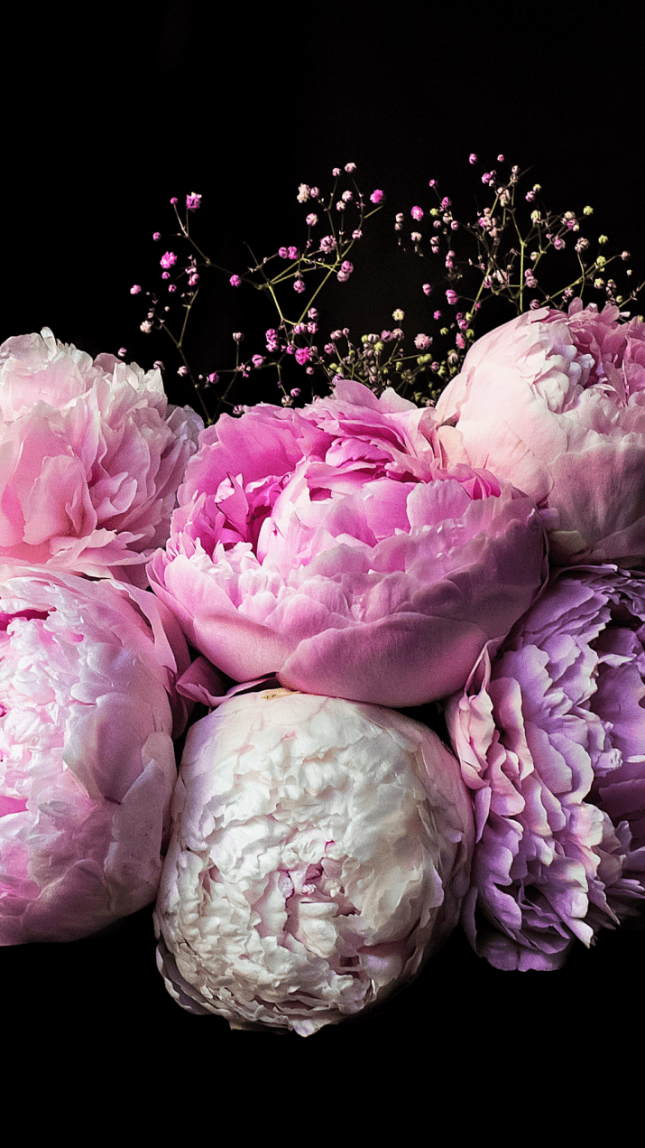 Aesthetic Peony Wallpaper 1