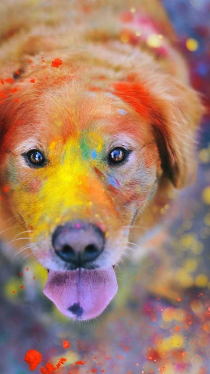 Dog Colorful Wallpaper 1