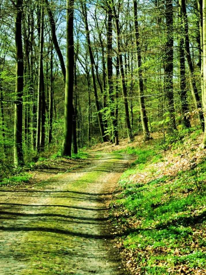 Phone Forest Wallpaper 1