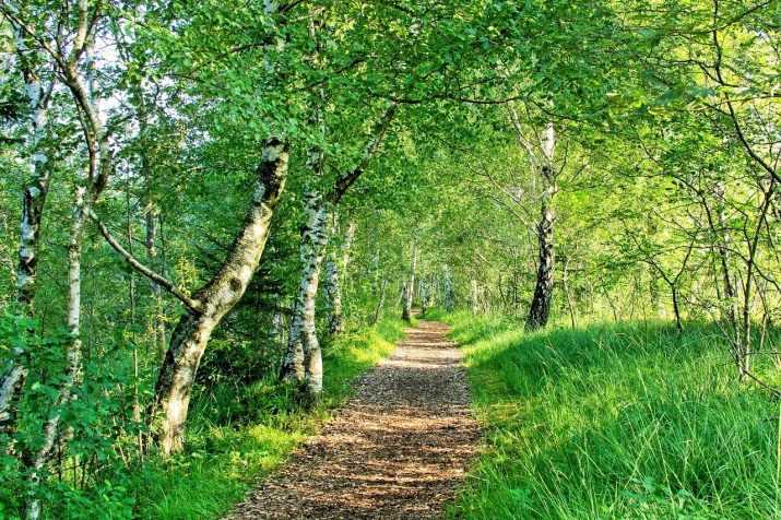 Laptop Forest Wallpaper 1