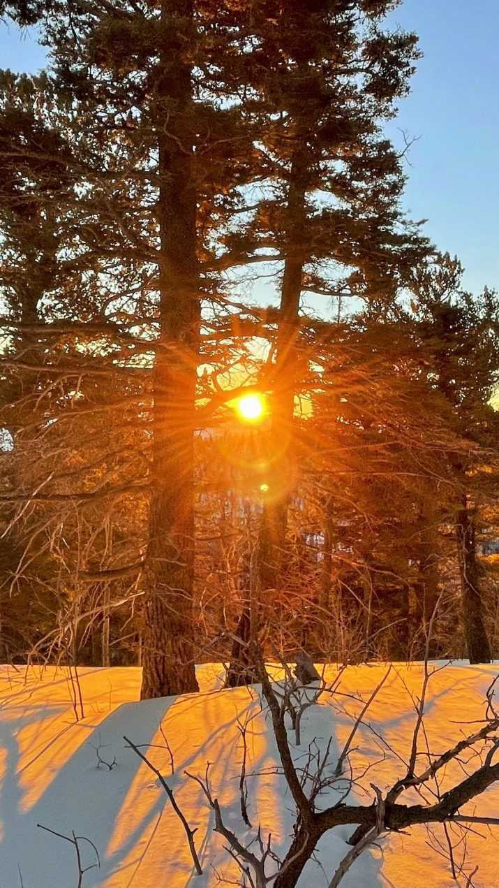 Iphone Forest Wallpaper 1