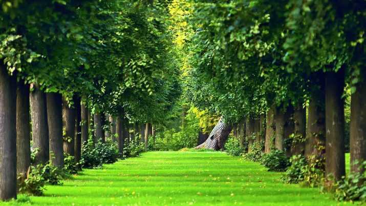 Desktop Forest Wallpaper 1