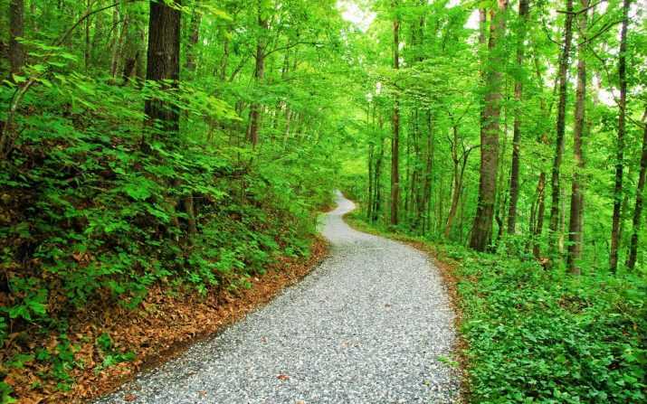 Computer Forest Wallpaper 1