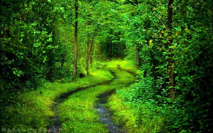 Green Forest Wallpaper 1