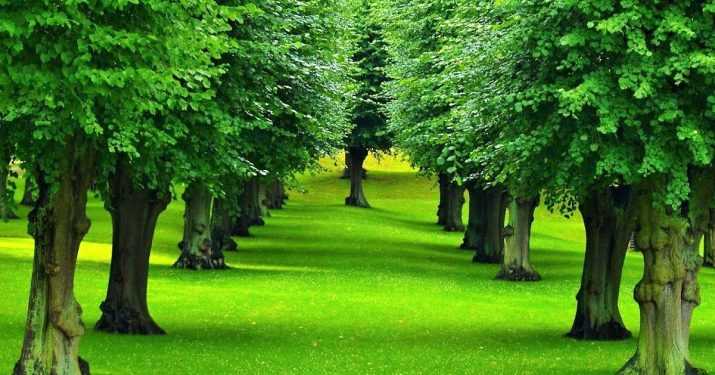 Garden Forest Wallpaper 1