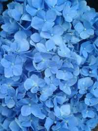 Flowers Light Blue Wallpaper 50