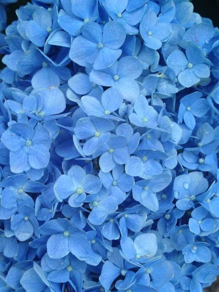 Flowers Light Blue Wallpaper 1