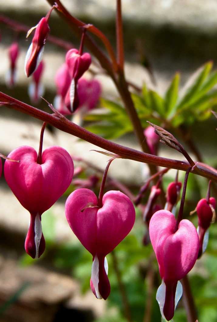 Phone Wildflower Heart Wallpaper 1