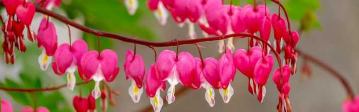 Dual Monitor Wildflower Heart Wallpaper 1