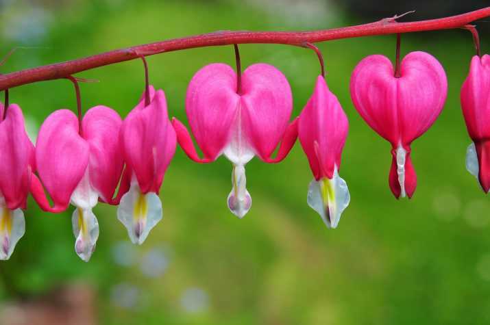 Hd Wildflower Heart Wallpaper Download 1