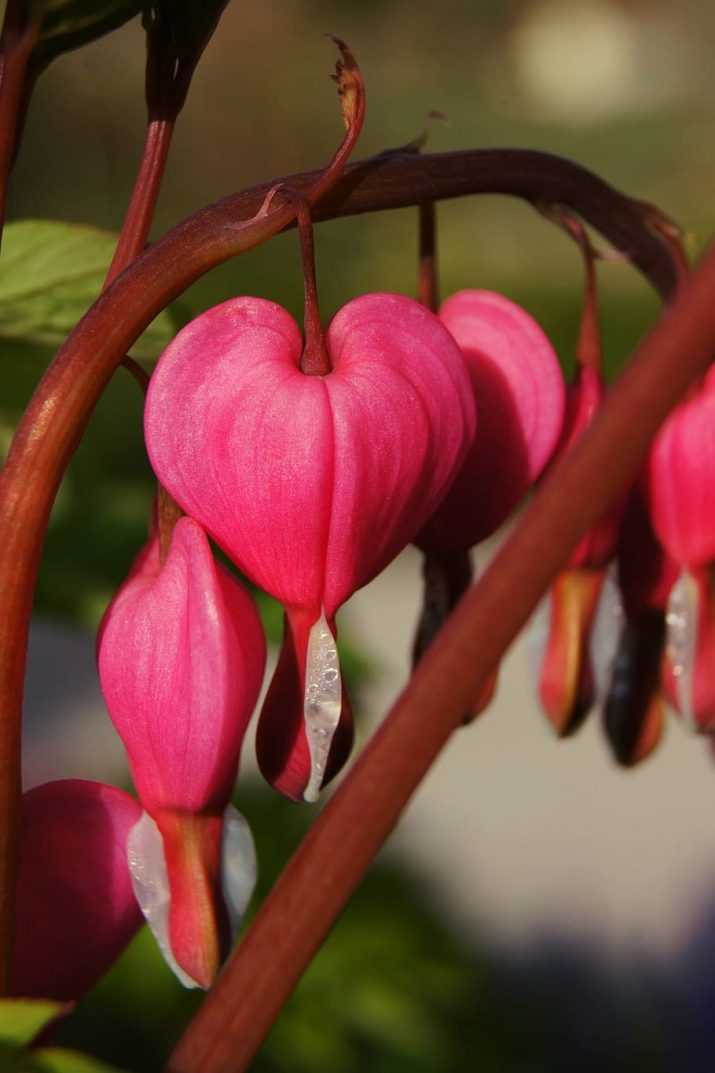 Iphone Wildflower Heart Wallpaper 1