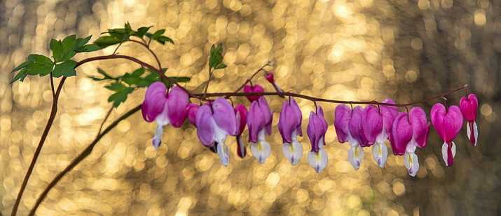 Multi Screen Wildflower Heart Wallpaper 1 Multi Screen Wildflower Heart Wallpaper 1