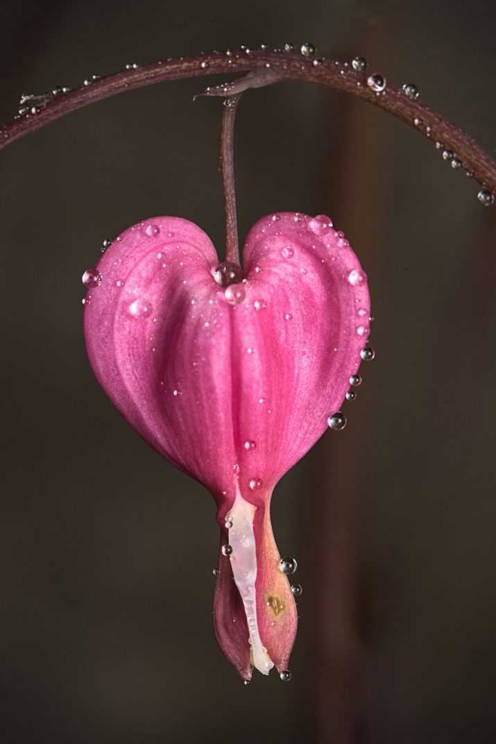 Drop Wildflower Heart Wallpaper 1