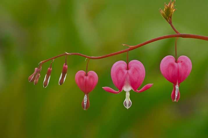 Nature Wildflower Heart Wallpaper 1