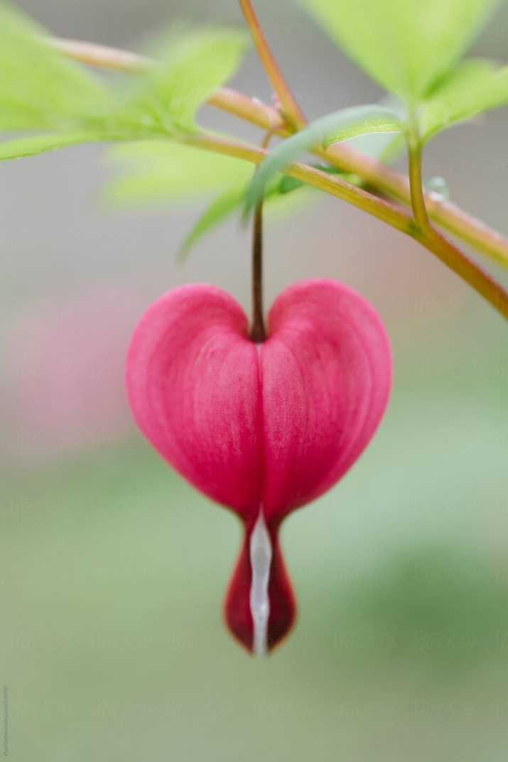 Alone Wildflower Heart Wallpaper 1