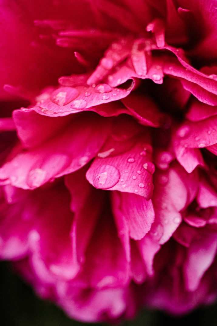 Drop Peony Wallpaper 1