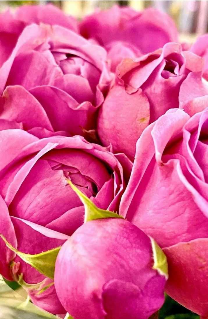 Rose Peony Wallpaper 1