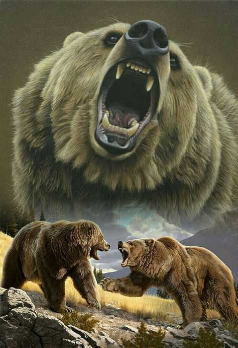 Fight Bear Wallpaper 1