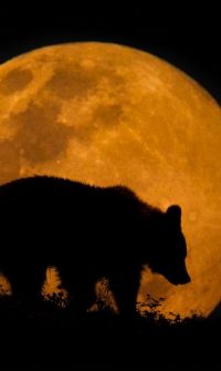 Moon Bear Wallpaper 48