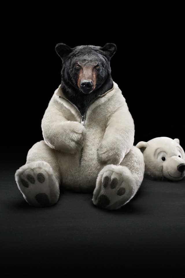 Costume Bear Wallpaper - Wallpaper Sun