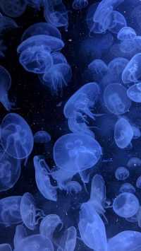 Jellyfish Blue Aesthetic Wallpaper 6