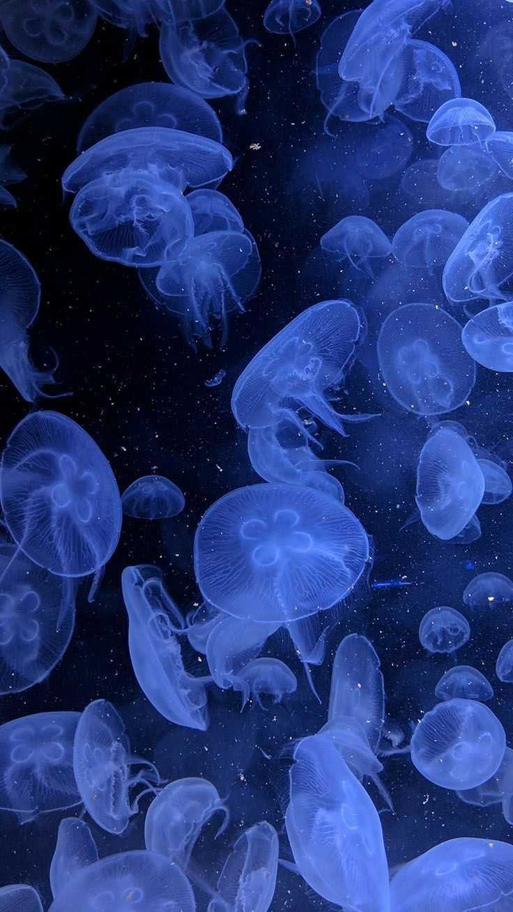 Jellyfish Blue Aesthetic Wallpaper 1
