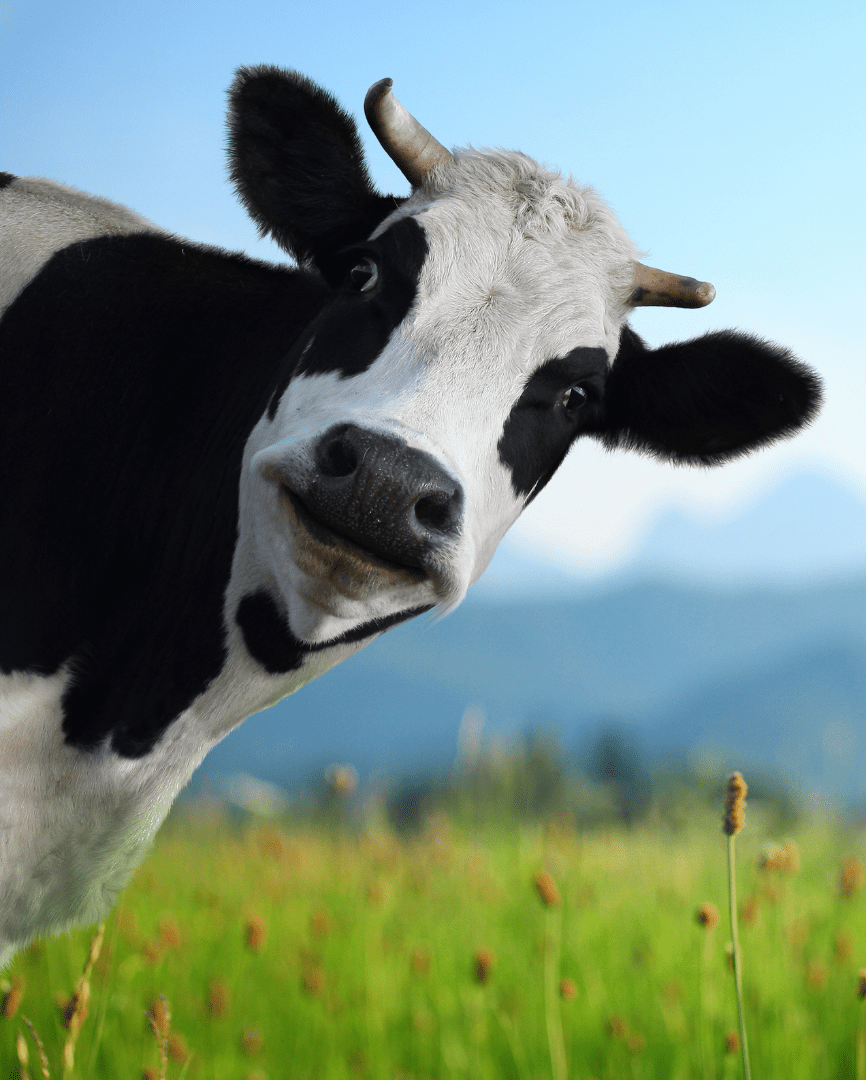 Tablet Cute Cow Wallpaper 1 Tablet Cute Cow Wallpaper 1