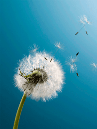 Tablet Dandelion Wallpaper 28