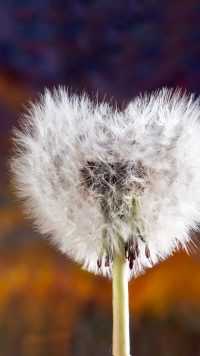 Heart Dandelion Wallpaper 33