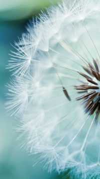 Iphone Dandelion Wallpaper 29