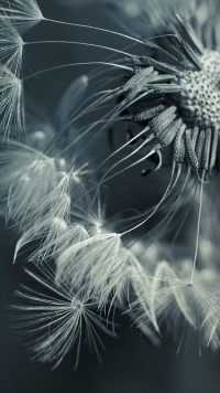 Grey Dandelion Wallpaper 32