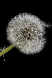 Phone Dandelion Wallpaper 31