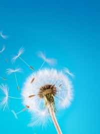 Light Blue Dandelion Wallpaper 34