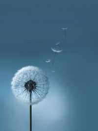 Dark Blue Dandelion Wallpaper 37