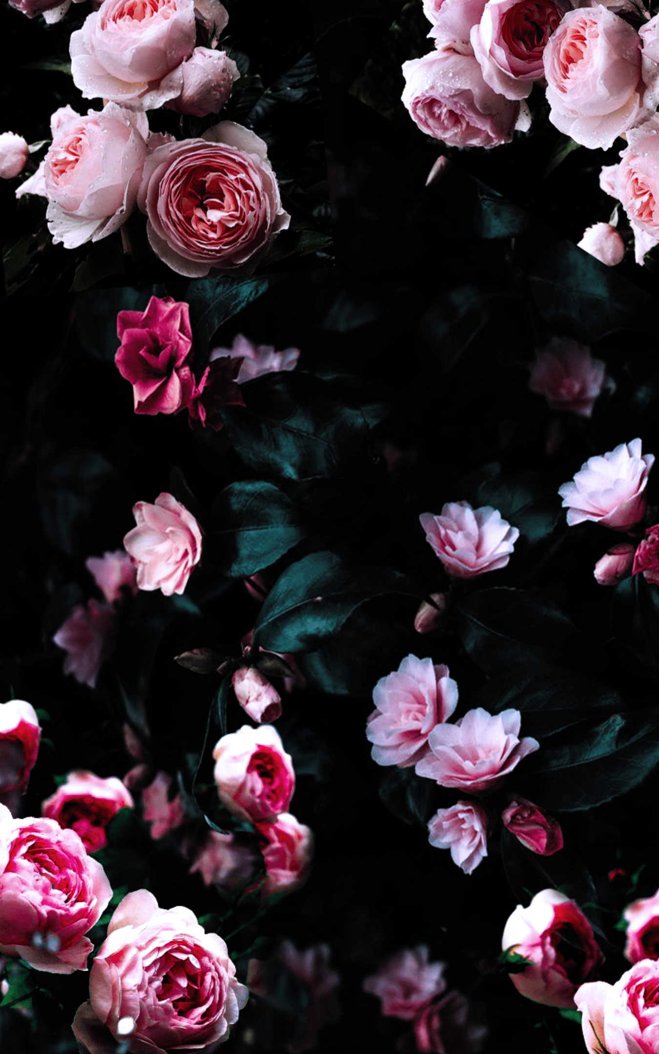 Iphone Dark Floral Wallpaper 1