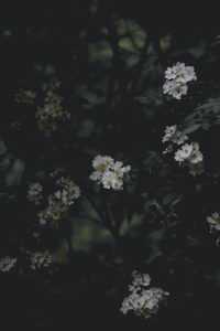 Dark Floral Wallpaper 4