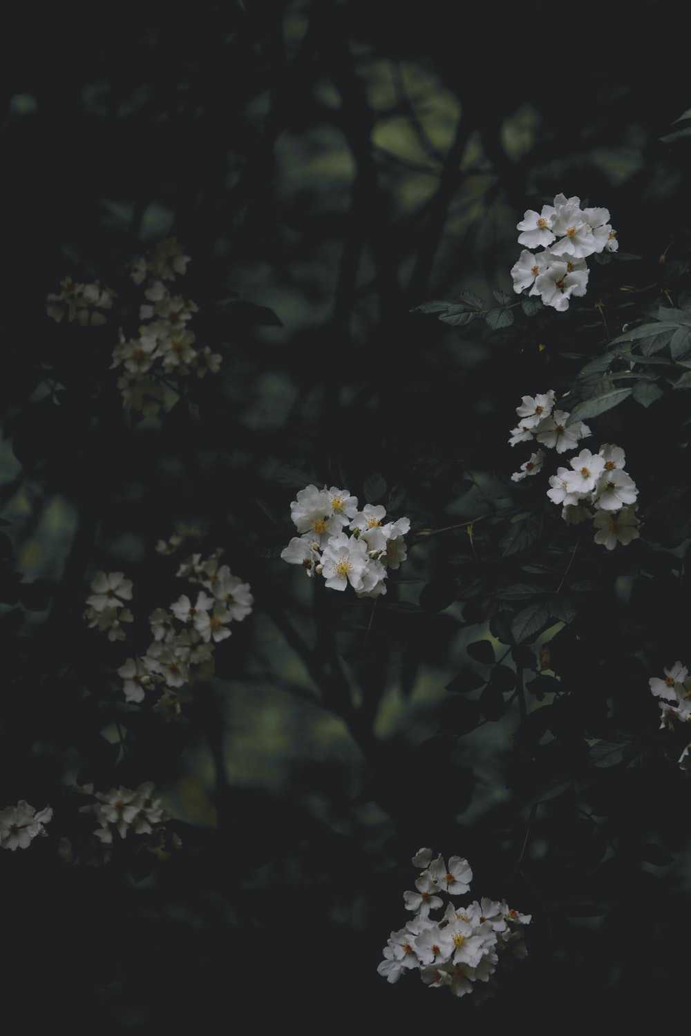 Dark Floral Wallpaper 1