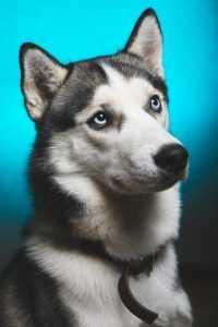 Android Husky Wallpaper 33