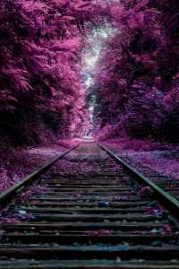 Purple Railway Nature Wallpaper 10