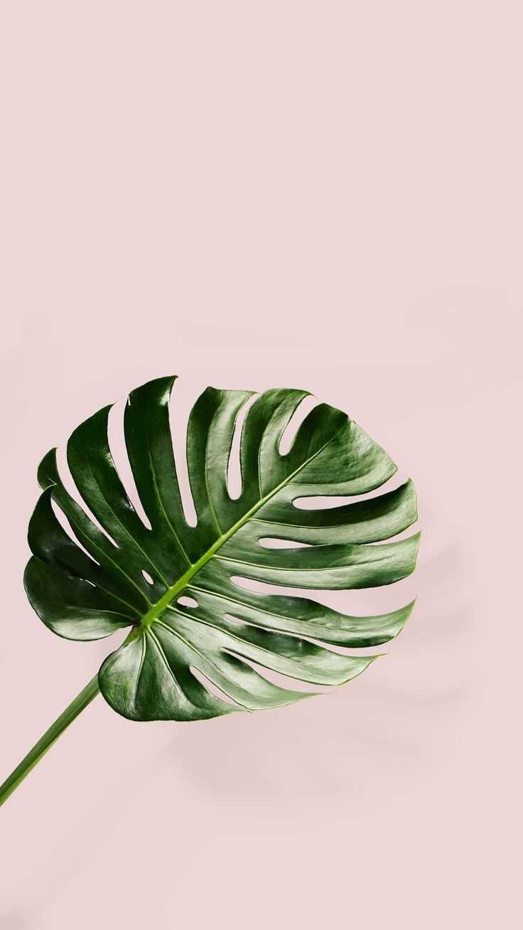 Simple Plant Wallpaper 1