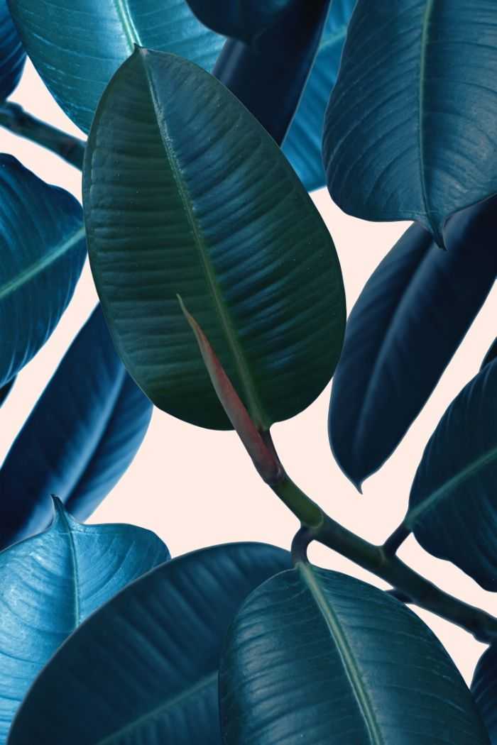 Blue Plant Wallpaper 1