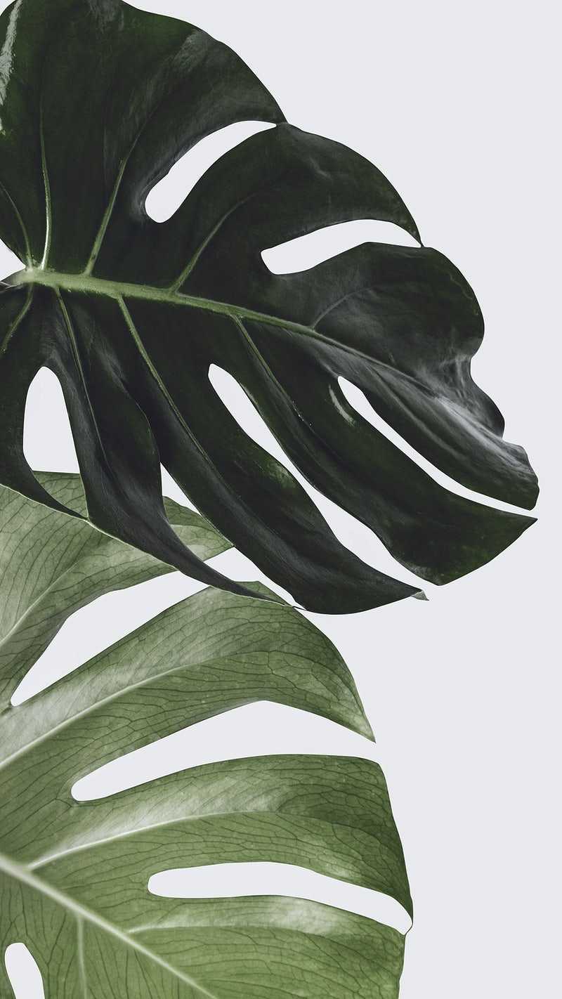 Grey Plant Wallpaper 1