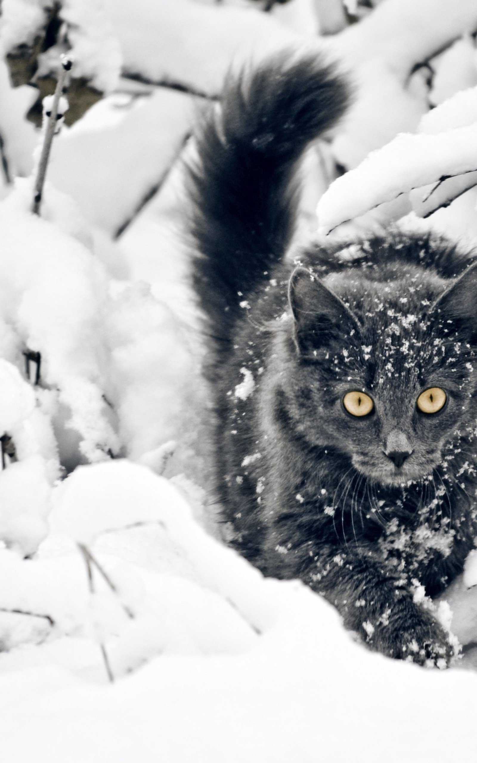 Cat Snow Wallpaper 1