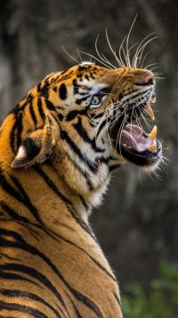 Roar Tiger Wallpaper 8