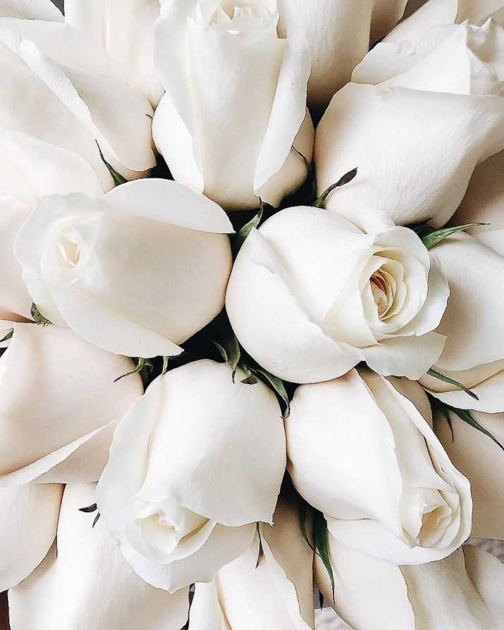 Roses White Aesthetic Wallpaper 1