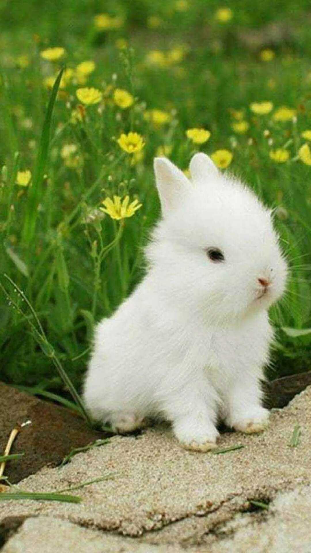Iphone Cute Bunny Wallpaper 1